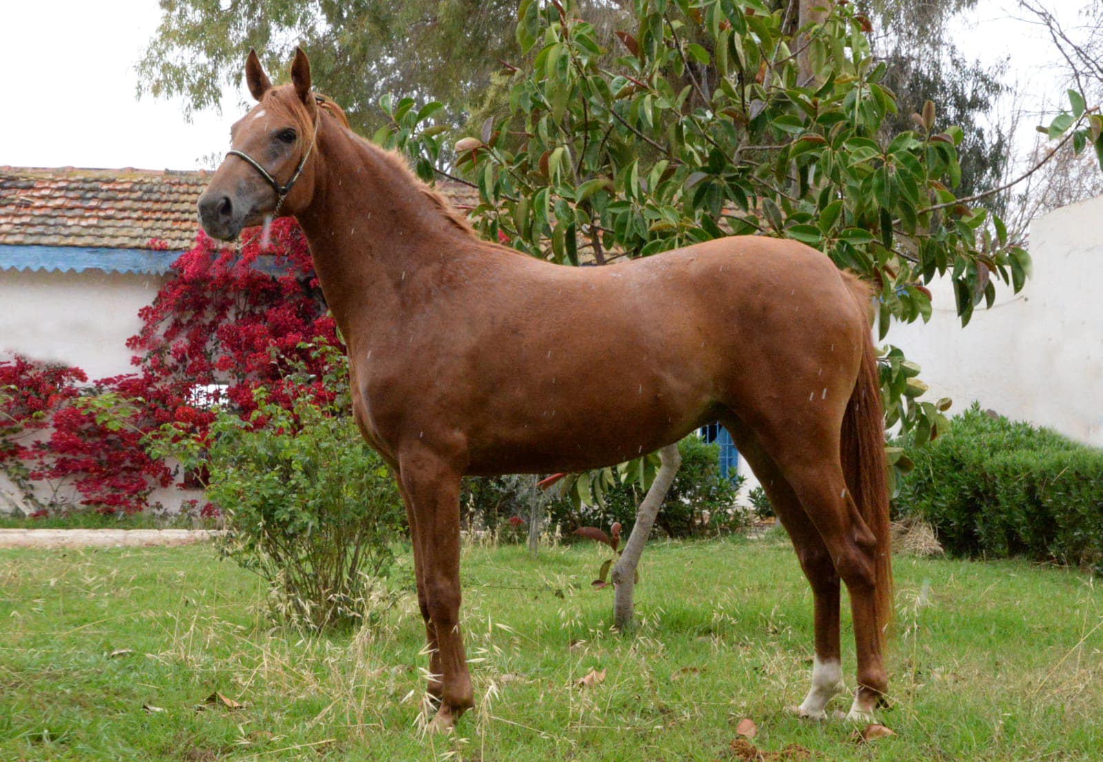 La Vente Annuelle des Chevaux Pur Sang Arabe et Pur Sang Anglais